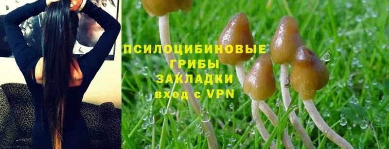 Галлюциногенные грибы Psilocybe  Балаково 